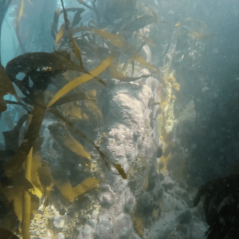 Daily Dive # 212 | Freediving in South Africa’s Kelp Forest